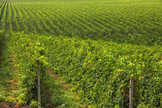 Summer scene of beautiful green vineyard