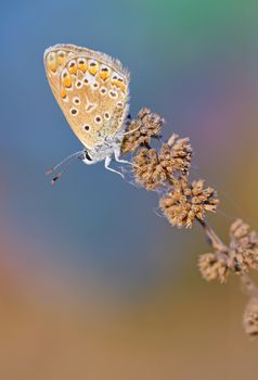 Common Blue (Polyomathus icarus) butterfly on dried plant