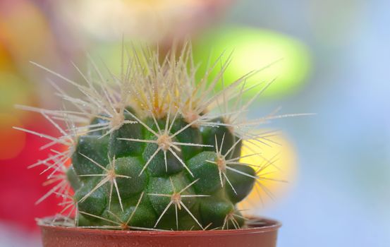 Single small decorative cactus in a pot