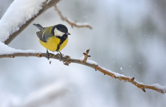 great tit on tree brunch in winter time