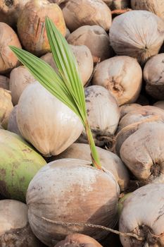 Coconut Plants are well known for their great versatility as seen in the many domestic, commercial, and industrial uses. The Coconut made from our Coconut Plants is widely used in making soaps. The copra obtained by drying the kernel of coconut is the richest source of vegetable oil containing 65 to 70 per cent oil.