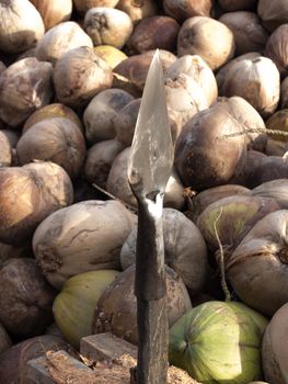 Coconut Husk Peeling by tools such as sharp-edged and point-edged iron rods. The artisan cautiously removes the husk very quickly. White coir is extracted from immature husk which is softer than the brown coir.