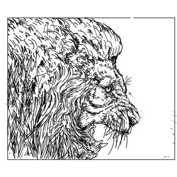 Lion drawn to the stretch