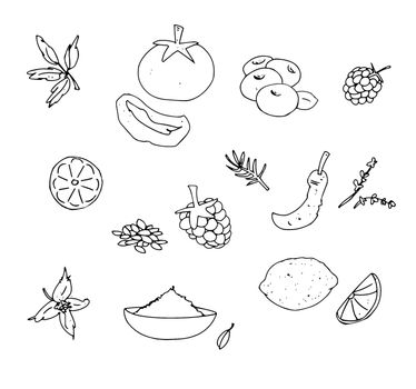 Cinnamon, chili, tomatoes, dried, paprika, fruits, forest, spices,
illustration,
