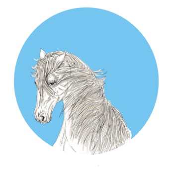 drawing of the head of a white horse with a thick mane ancient