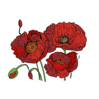 Three red poppies