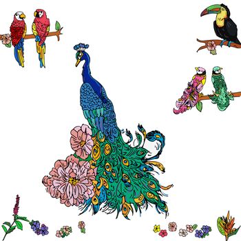 Peacock with colored tropical birds