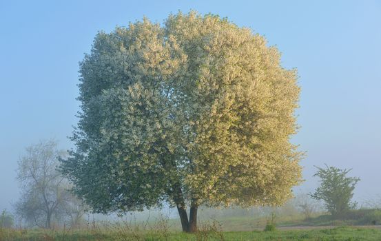 Blooming cherry tree and mist