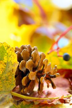 Autumn dry yellow leaves and pine cone