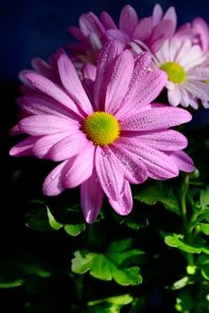 Pyrethrum flowers with dew drops in garden