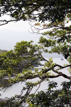 tree limbs and branches at the lakes in killarney county kerry ireland