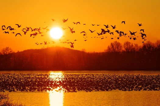 Thousands of migrating Snow Geese ( Chen caerulescens ) fly from a lake in Lancaster County, Pennsylvania, USA.