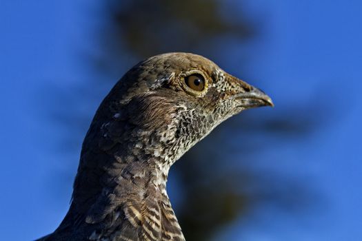 Blue grouse close up taken at National Bison Range in Montana, USA. Horizontal image with copy space on blue.  Season is autumn, September 16, 2016. 
