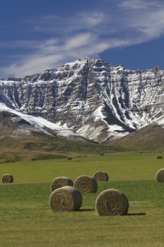 Canadian Rockies accent the tranquil farm fields with rolled hay bales in Alberta, Canada. Location is Spread Eagle Road, Pincher Creek, near Waterton Lakes National Park.  Vertical landscape with copy space.