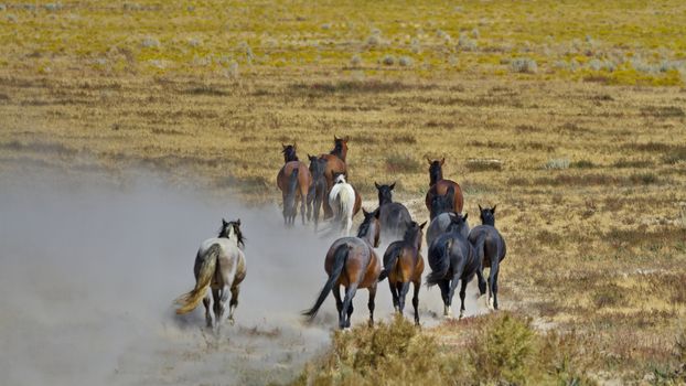 Sand is kicked up by departing herd of dusty, wild horses at Onaqui Herd Management Area in Utah.  Horizontal photo of classic symbol of America's West. 