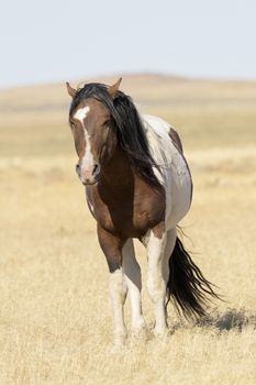 A pinto wild horse with autumn wind blowing mane and tail in dry grasses of Utah in America's West.  Location is Onaqui Wild Horse Management Area near Dugway. Copy space available on vertical photograph. 
