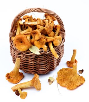 Fresh Raw Chanterelles with Dry Leafs and Stems in Wicker Basket closeup on White background