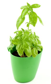 Fresh Green Lush Foliage Basil in Green Flower Pot isolated on White background