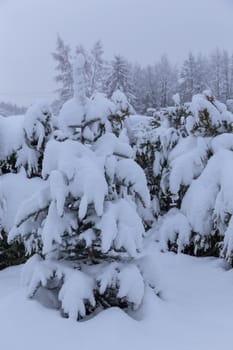 winter, cold, temperature, snow, white, colors, russia,