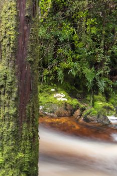 Newell creek is a magnificent fast running stream in Tasmania, Australia