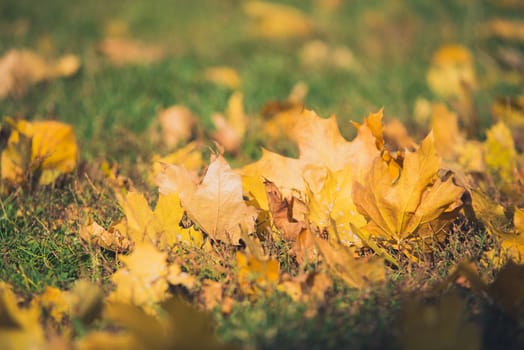 Yellow autumn Maple leaves on green grass. Bokeh blurred artistic background.