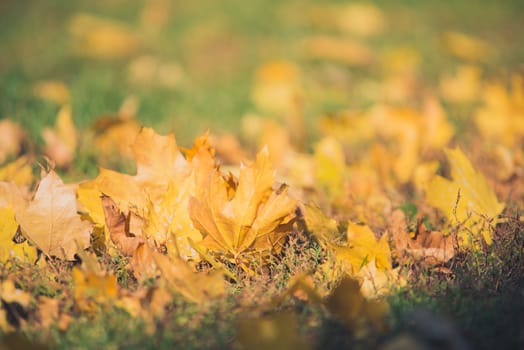 Yellow autumn Maple leaves on green grass. Bokeh blurred artistic background.