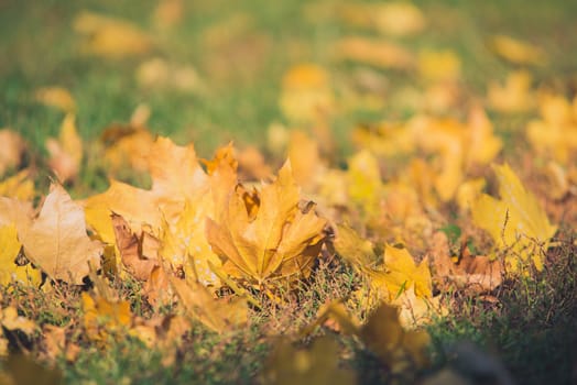 Yellow autumn Maple leaves on green grass. Bokeh blurred artistic background.