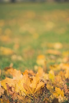 Yellow autumn Maple leaves on green grass. Bokeh blurred artistic background.