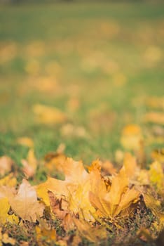 Yellow autumn Maple leaves on green grass. Bokeh blurred artistic background.