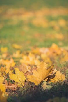 Yellow autumn Maple leaves on green grass. Bokeh blurred artistic background.