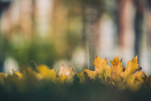 Yellow autumn Maple leaves on green grass. Bokeh blurred artistic background.