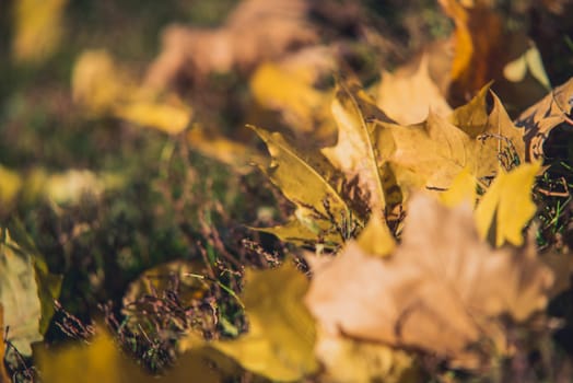 Yellow autumn Maple leaves on green grass. Bokeh blurred artistic background.