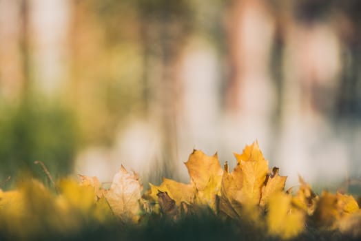 Yellow autumn Maple leaves on green grass. Bokeh blurred artistic background.