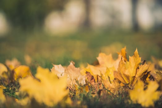 Yellow autumn Maple leaves on green grass. Bokeh blurred artistic background.