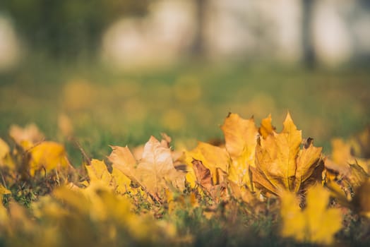 Yellow autumn Maple leaves on green grass. Bokeh blurred artistic background.