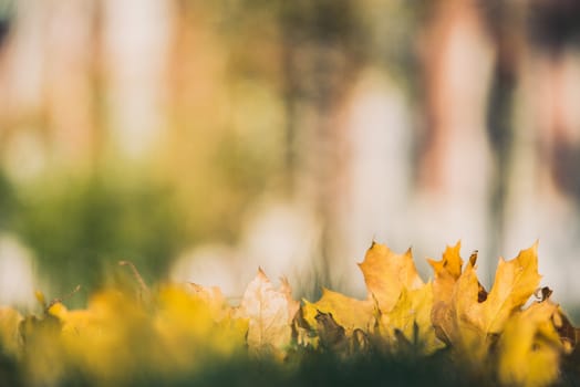 Yellow autumn Maple leaves on green grass. Bokeh blurred artistic background.