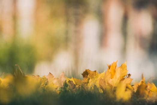 Yellow autumn Maple leaves on green grass. Bokeh blurred artistic background.