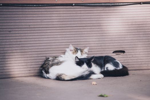 two cats laying on eatch other near the wall outdoor, love picture.