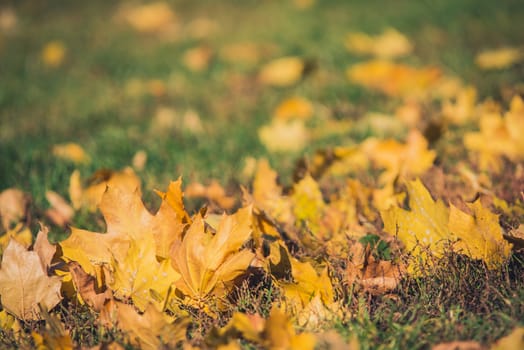 Yellow autumn Maple leaves on green grass. Bokeh blurred artistic background.