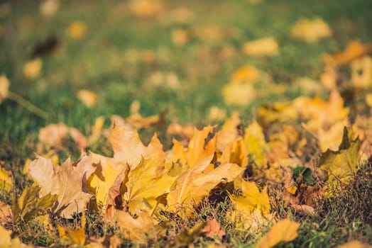 Yellow autumn Maple leaves on green grass. Bokeh blurred artistic background.