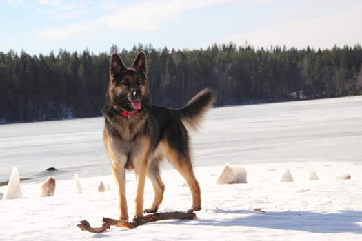 beautiful young Alsatian dog on the frozen lake