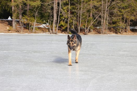 beautiful young Alsatian dog on the frozen lake