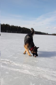 beautiful young Alsatian dog on the frozen lake