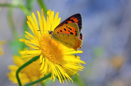 Common Blue (Polyomathus icarus) butterfly on flower