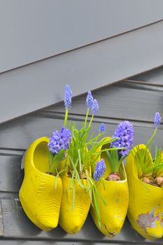 Traditional national wooden shoes Klomp like flowerpots with flowers