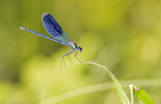 Dragonfly outdoor (coleopteres splendens) in forest