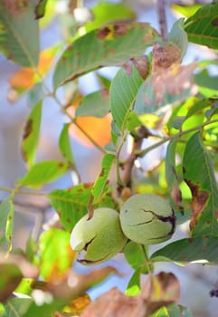 Ripe walnuts in the open shells in garden