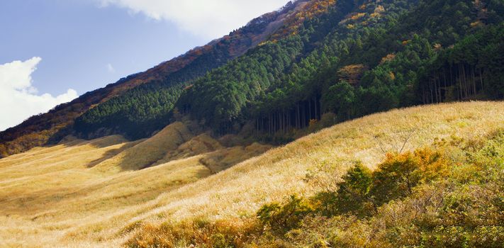 pampas grass field at sengokuhara hakone landscape