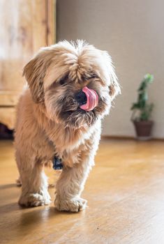 Beautiful milk chocolate havanese dog is going on the floor in the room