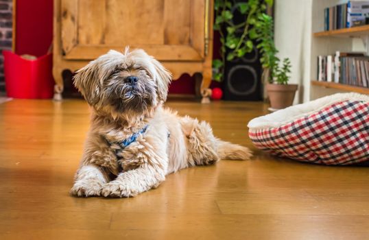 Beautiful milk chocolate havanese dog is lying on the floor in the room